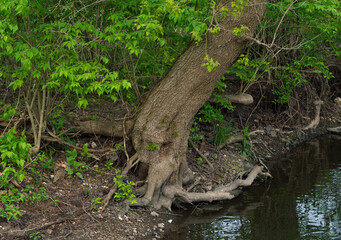Fototapeta premium Tree along river bank at Illinois forest preserve in summer