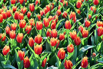 Tulips in spring blooming garden.     