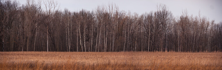 Tree line at prairie forest preserve