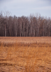 Tree line at prairie forest preserve