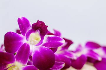 Purple orchid flowers are on white background