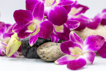 Fototapeta na wymiar Thai Purple Orchid flowers are on white background