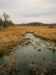 Lone tree in prairie grass