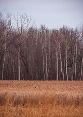 Tree line at prairie forest preserve