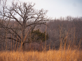 Fototapeta na wymiar Lone tree in prairie grass