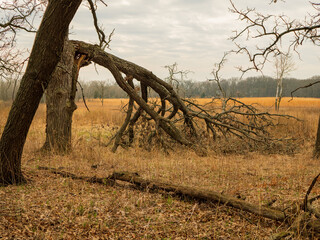 Lone tree in prairie grass