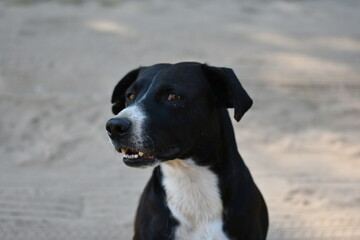 Perro dudando