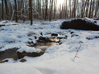 forest in winter