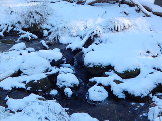 snow covered trees