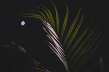 Fototapeta na wymiar palm leaf by night next to window with moon in the background and deep contrasty moody lighting