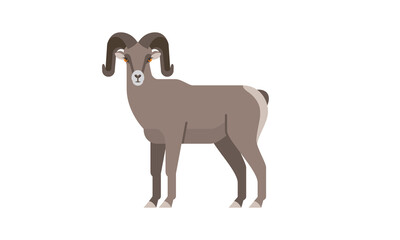 North American native animal Bighorn Sheep ram (Ovis canadensis) side angle view, flat style vector illustration isolated on white background
