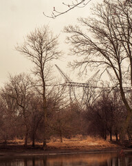 Power lines behind tree