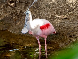 White and pink long legged stork, water fowl animal bird standing in the water in nature with a long beak.