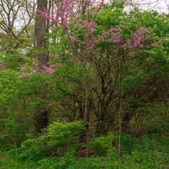 Fototapeta premium pink flowers in forest