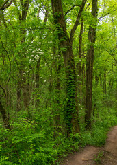 Obraz premium Illinois Forest Preserve