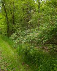 Illinois Forest Preserve