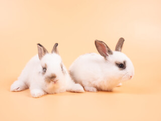 Two adorable white rabbits sitting on a yellow background. Two lovely rabbit sitting together