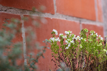 aromatic plant with white flower
