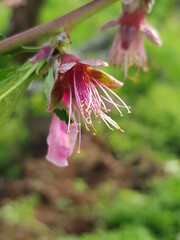 복사꽃 떨어질 때 