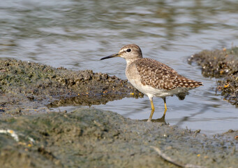 The wood sandpiper is a small wader. This Eurasian species is the smallest of the shanks, which are mid-sized long-legged waders of the family Scolopacidae.