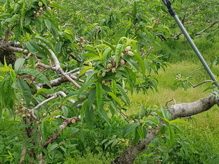 봄꽃 시들고 열매 맺기 시작할 때