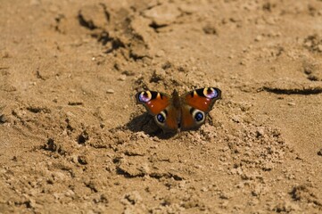 A beautiful butterfly descended on the sand