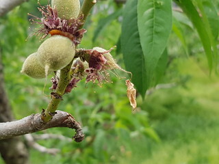 봄꽃 시들고 열매 맺기 시작할 때