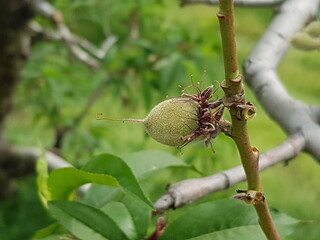 봄꽃 시들고 열매 맺기 시작할 때