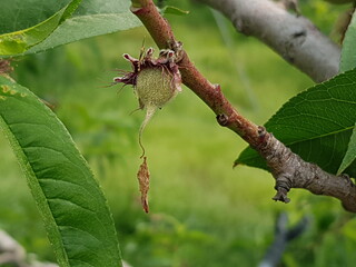 봄꽃 시들고 열매 맺기 시작할 때