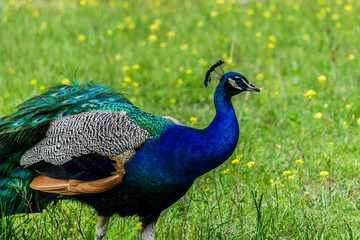 Fototapeta premium blue peacock tropical bird on green field as background.