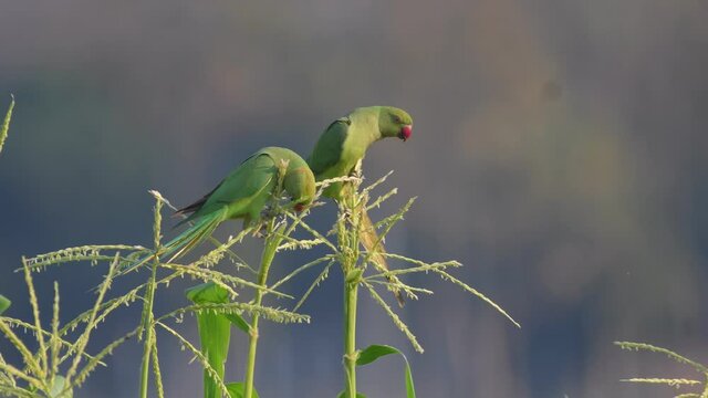 Rose-ringed Parakeet birds in Thailand and Southeast Asia.