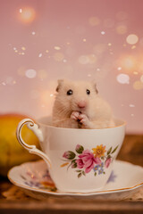 hamster and tea cup 