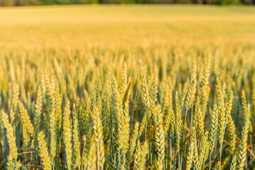 Green wheat field in countryside, close up. Field of wheat blowing in the wind at sunny spring day. Young and green Spikelets. Ears of barley crop in nature. Agronomy, industry and food production.