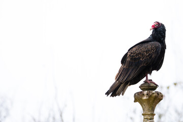 Turkey Vulture Perched Atop a Statue in a Cemetery
