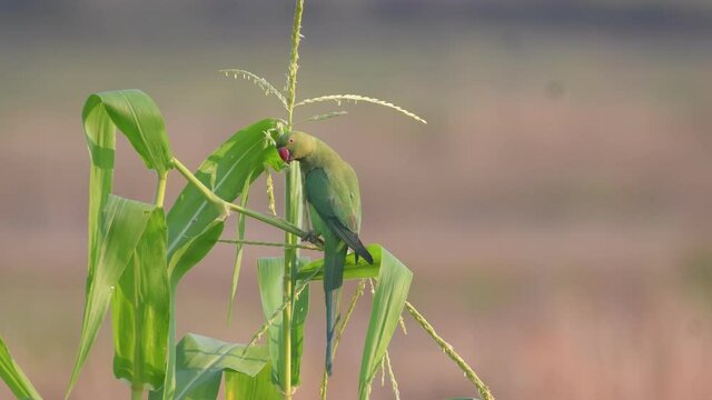 Rose-ringed Parakeet birds in Thailand and Southeast Asia.
