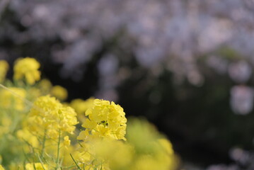かわいい菜の花と桜 日本の春 お散歩 お花見 ポカポカ 植物 黄色 川 海老川