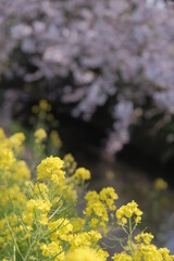 かわいい菜の花と桜 日本の春 お散歩 お花見 ポカポカ 植物 黄色 川 海老川