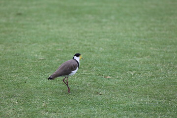 birds on the golf course