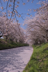 花筏 cherry blossom 日本の美しい桜 川 花びらの川 散り際 切ない 春 お花 レトロ