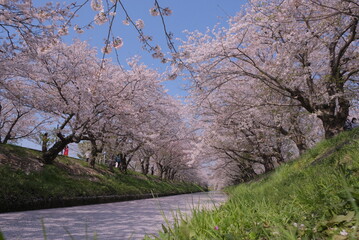 花筏 cherry blossom 日本の美しい桜 川 花びらの川 散り際 切ない 春 お花 レトロ