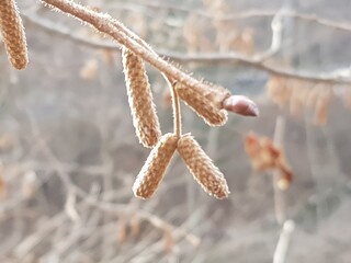 겨울 꽃과 풀 