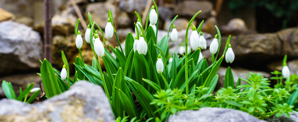 Banner of the first spring flowers - snowdrops