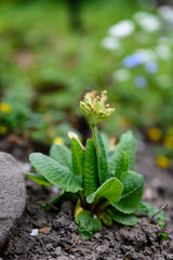 Blooming spring primrose flowers with green leaves.