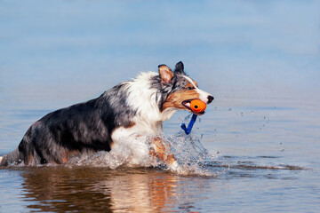 Dog, Australian Shepherd retrieves ball from water - 416671541