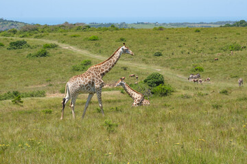 Giraffe mother and her baby calf on safari on a hot summer's day in South Africa © fotorudi_101