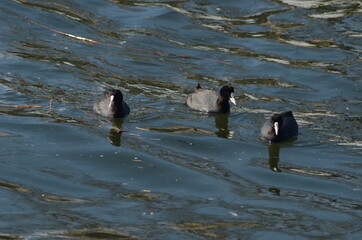 川を泳ぐ三羽の鳥