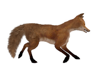 3d illustration of an realistic fox