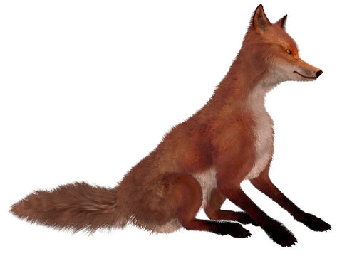 3d Illustration Of An Realistic Fox