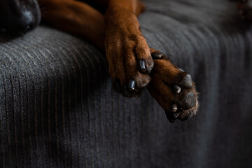 The dog hung its paws from the edge of the bed. The red dog's paws are close-up.