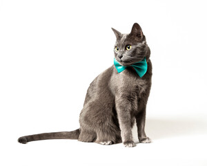 grey cat with green bow tie sitting on white background